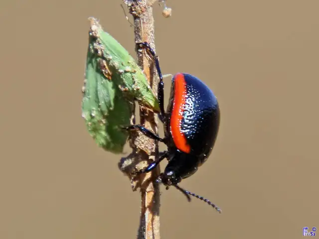 Chrysolina rossia - trapézhátú szegélyeslevelész
