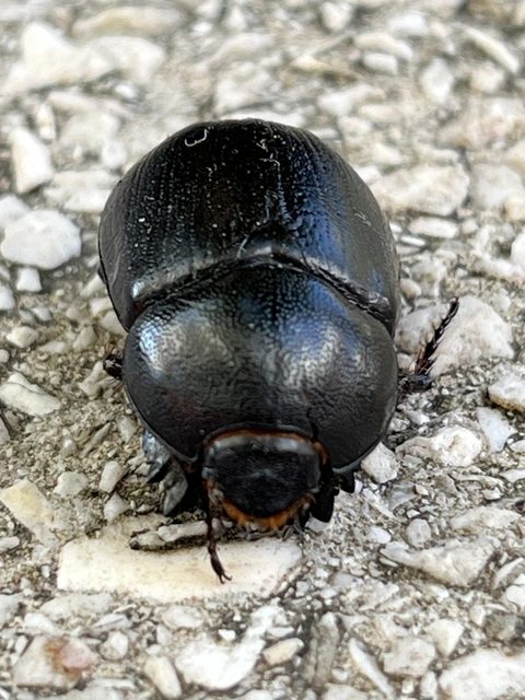 Pentodon idiota - butabogár