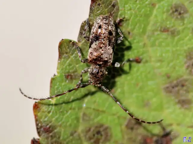 Pogonocherus decoratus - díszes ecsetcincér