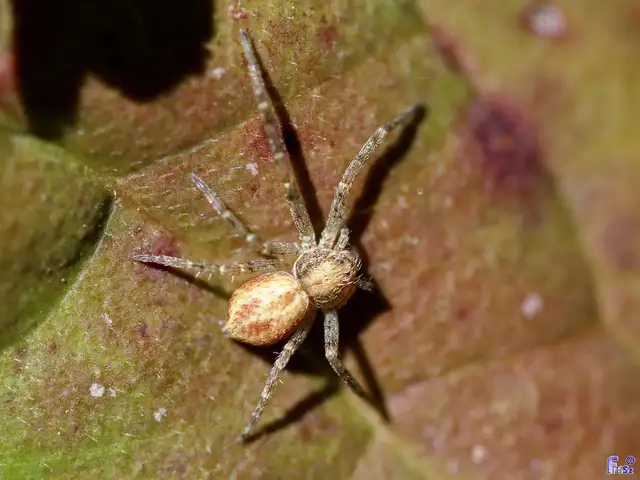 Philodromus