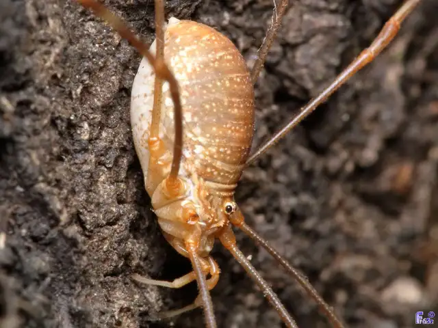 Opiliones - Kaszáspókok