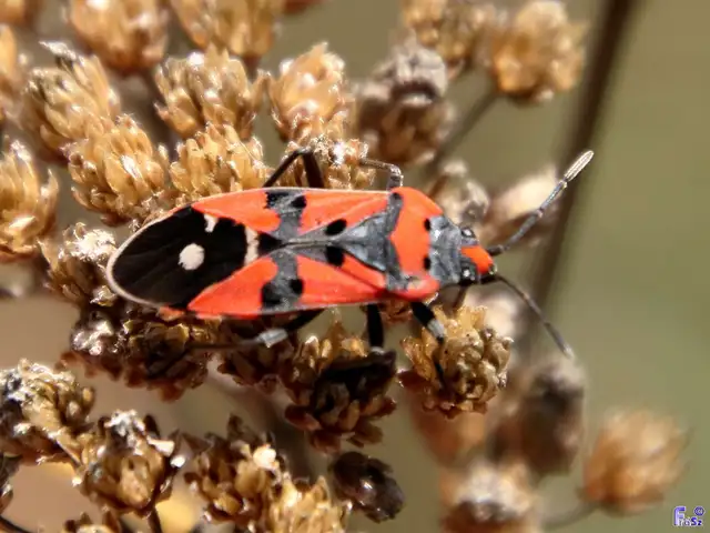 Lygaeus equestris/simulans