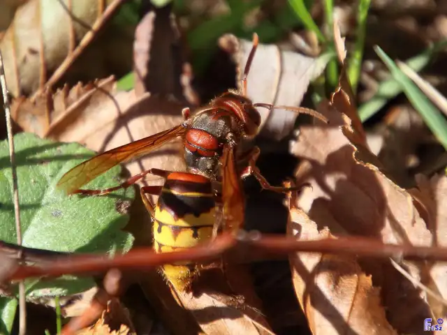 Vespa crabro - lódarázs