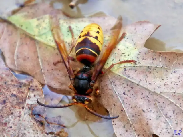Vespa crabro - lódarázs