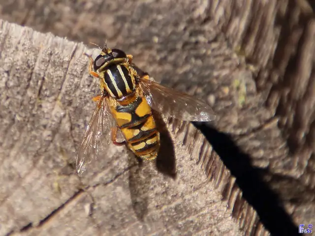 Helophilus pendulus - közönséges mocsárilégy