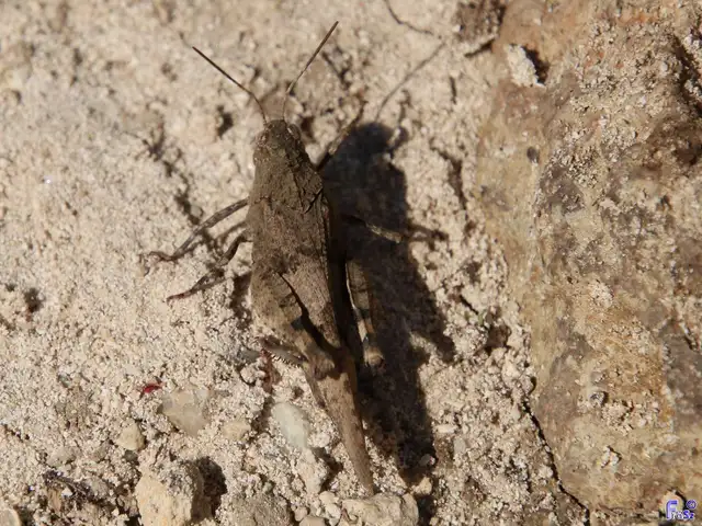 Oedipoda caerulescens - kékszárnyú sáska