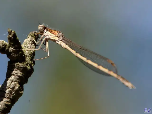 Sympecma fusca - téli rablószitakötő