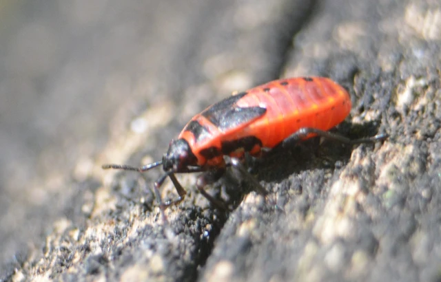 Pyrrhocoris apterus - verőköltő poloska