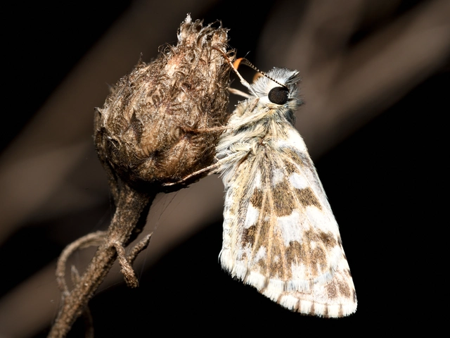 Pyrgus armoricanus - feles busalepke