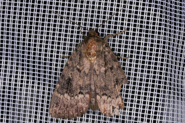 Amphipyra pyramidea - fahéjszínű bagoly