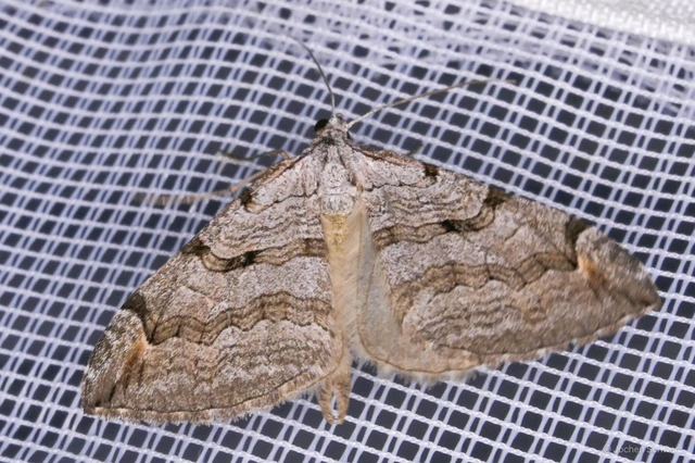 Aplocera plagiata - szürke csíkosaraszoló