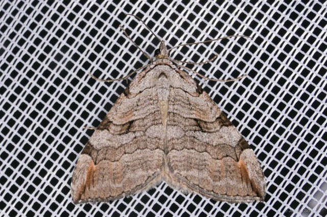Aplocera efformata/plagiata