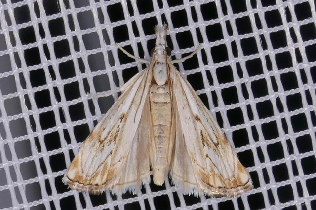 Catoptria falsella - hálós fűgyökérmoly