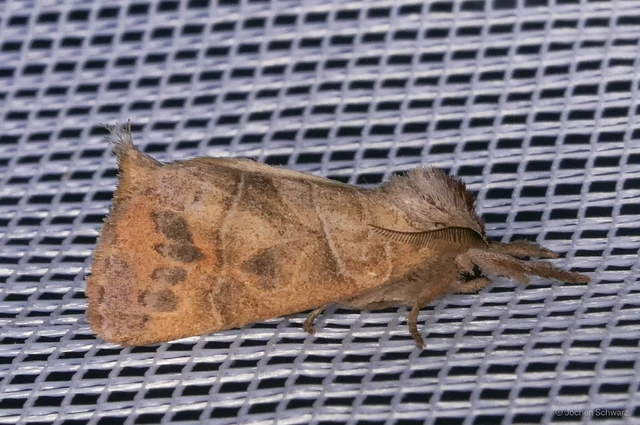Clostera anastomosis - barna levélszövő