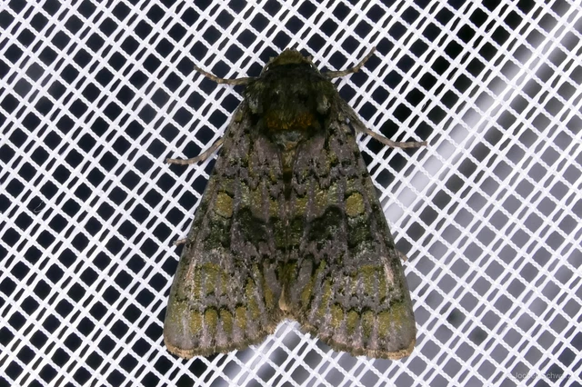Craniophora ligustri - fagyalbagoly