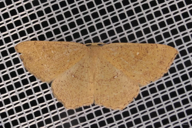 Cyclophora ruficiliaria - vörösrojtú pettyesaraszoló