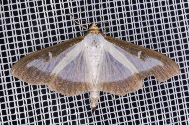 Cydalima perspectalis - puszpáng-tűzmoly