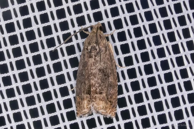 Cydia splendana - tölgymakkmoly