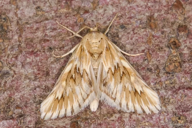 Cynaeda dentalis - gyakori ciframoly
