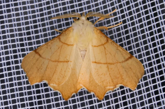 Ennomos erosaria - hársfa-levélaraszoló