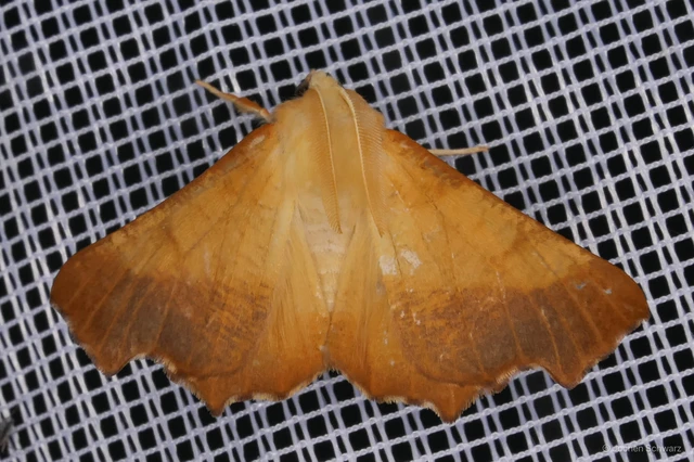 Ennomos fuscantaria - kőris-levélaraszoló