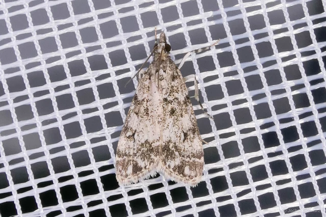 Eudonia lacustrata - fehér mohailonca