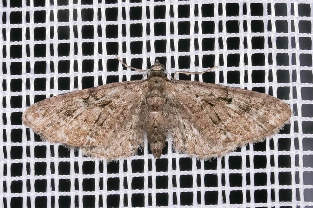 Eupithecia pusillata - lucfenyő-törpearaszoló