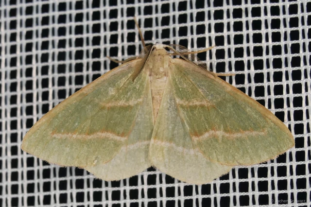 Hylaea fasciaria - erdeifenyő-sávosaraszoló
