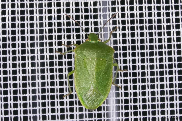 Nezara viridula - zöld vándorpoloska