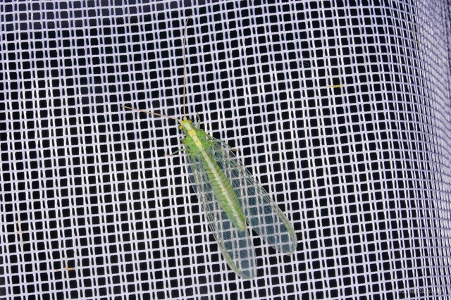 Neuroptera - Recésszárnyúak Neuroptera - Recésszárnyúak