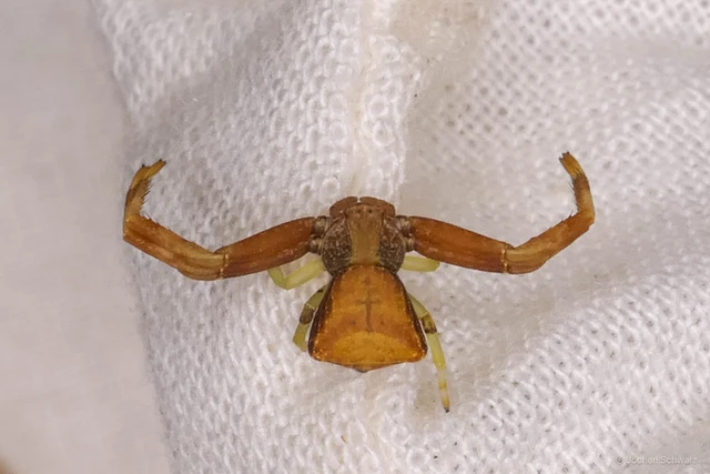 Pistius truncatus - csonka karolópók