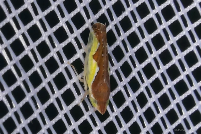 Platymetopius