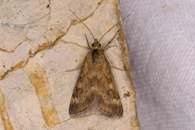 Pyrausta despicata - réti bíbormoly