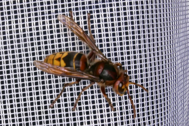 Vespa crabro - lódarázs