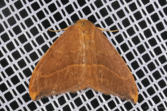 Watsonalla cultraria - bükkfa-sarlósszövő