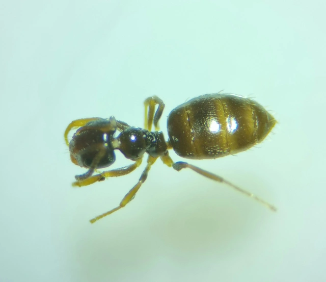 Plagiolepis