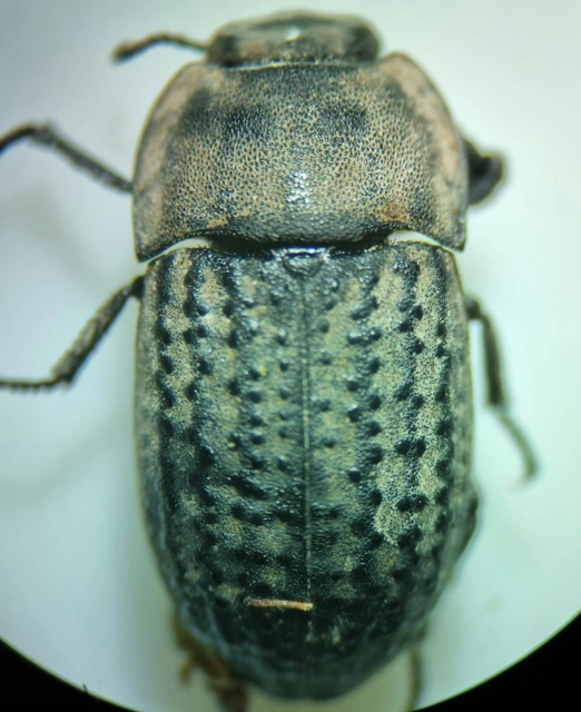 Opatrum sabulosum - sároshátú gyászbogár