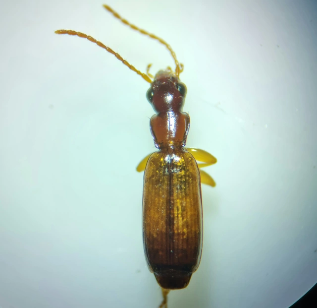 Paradromius linearis - karcsú kéregfutó