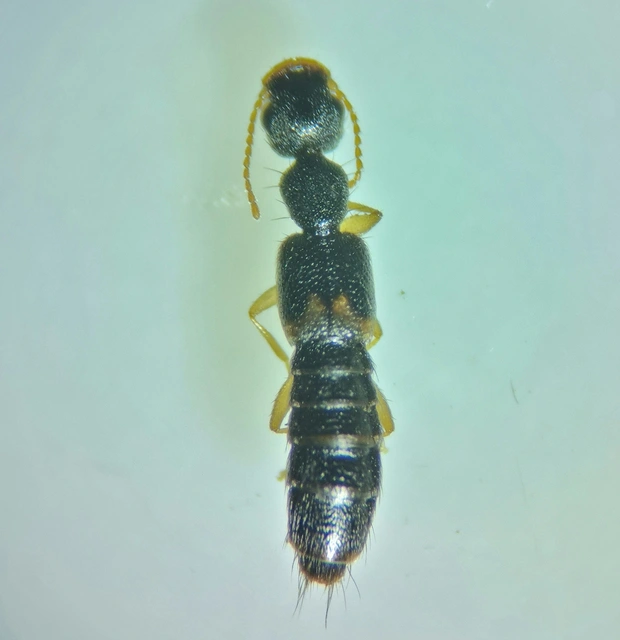 Astenus lyonessius - közönséges köviholyva