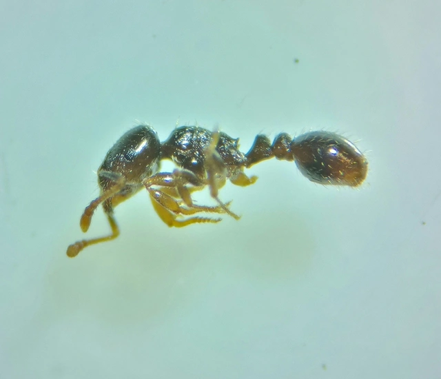 Tetramorium hungaricum - magyar gyepihangya