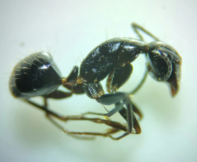 Camponotus aethiops - szőrös lóhangya