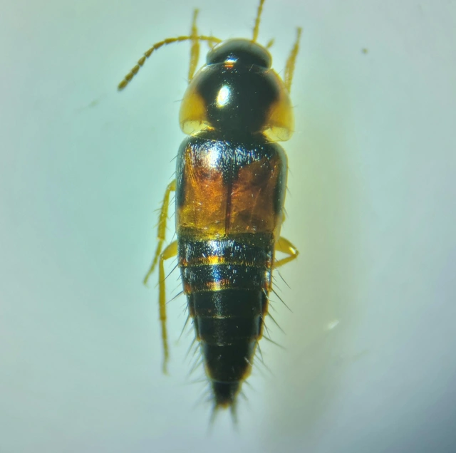 Tachyporus hypnorum - közönséges kószaholyva