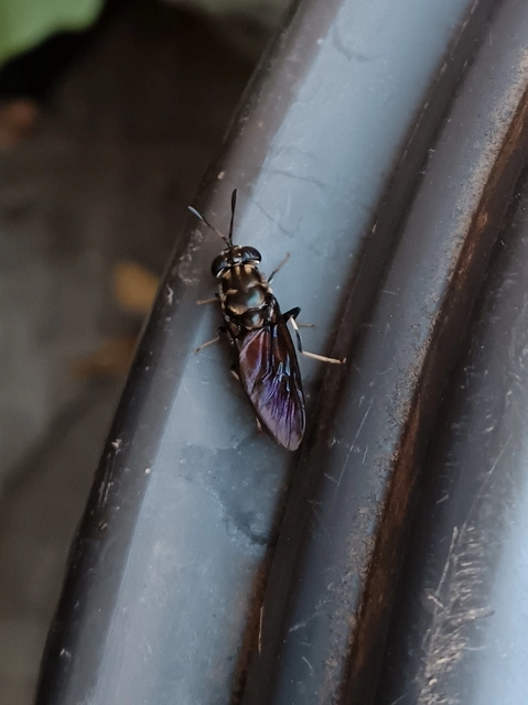 Hermetia illucens