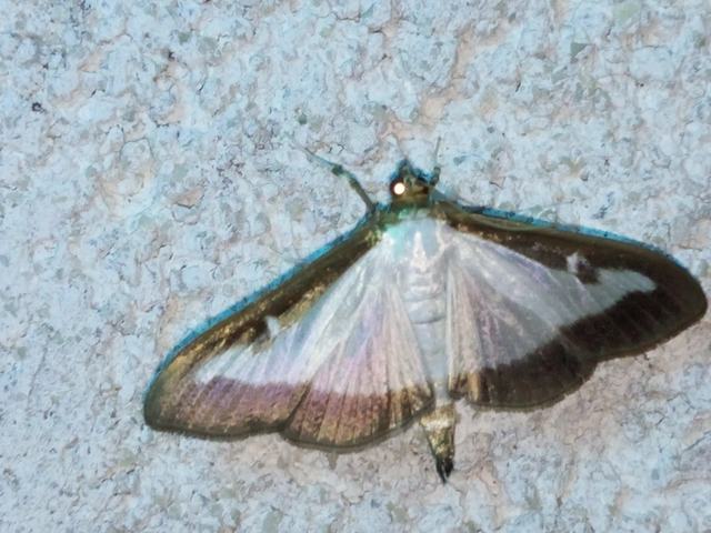 Cydalima perspectalis - puszpáng-tűzmoly