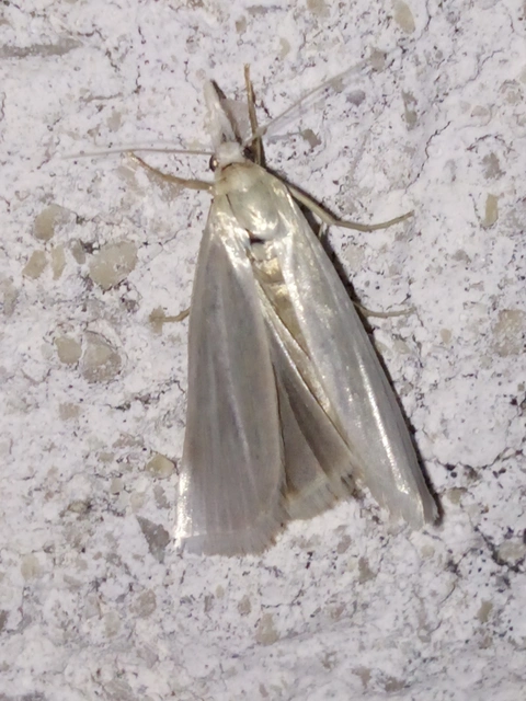 Crambus perlella - gyöngyházas fűgyökérmoly