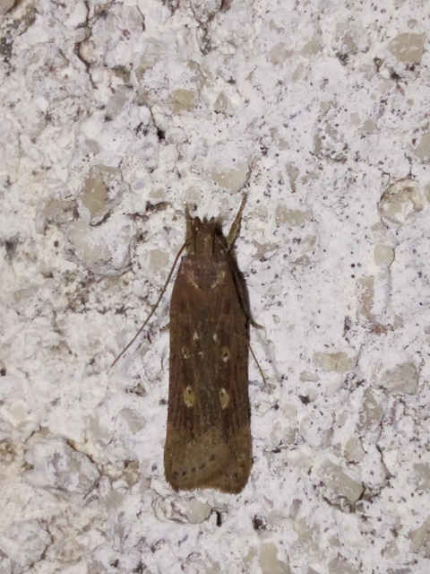 Helcystogramma
