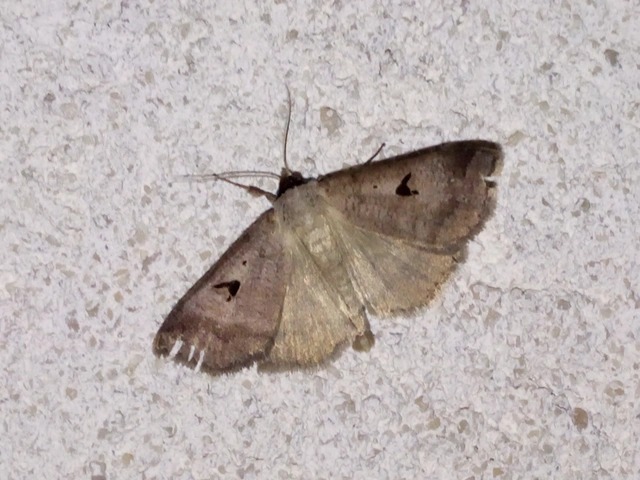 Lygephila pastinum - közönséges csüdfűbagoly