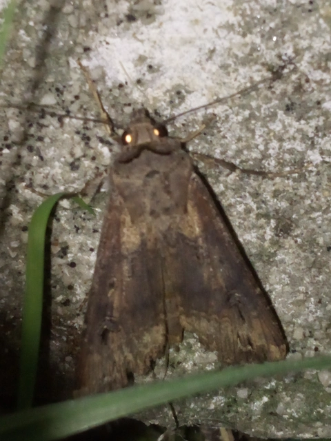 Agrotis ipsilon - nagy földibagoly
