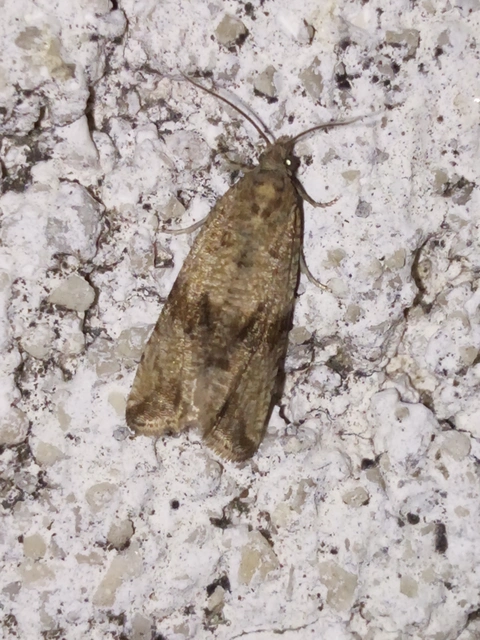 Celypha striana - pitypangfúró tükrösmoly