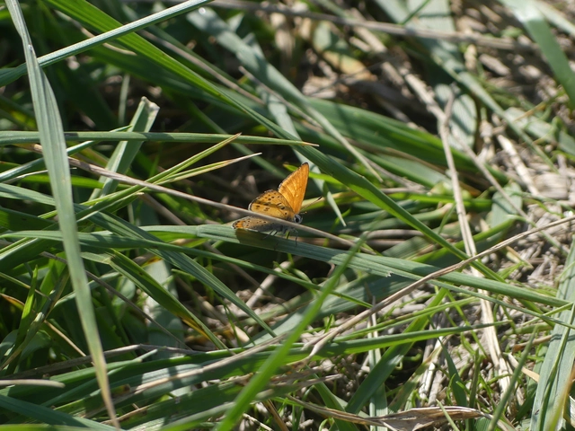 Lycaena thersamon - kis tűzlepke